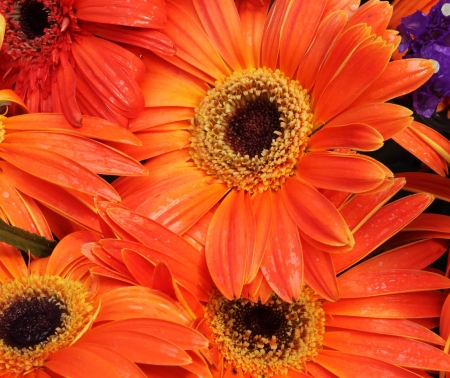 orange daisy flower,background of the flowersの写真素材