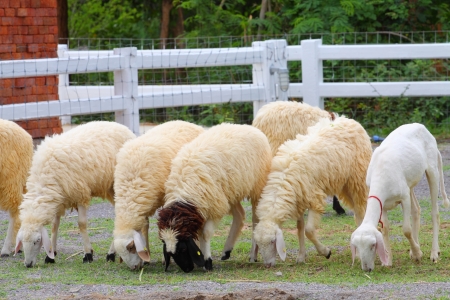 group of sheep grazing in farm.の写真素材