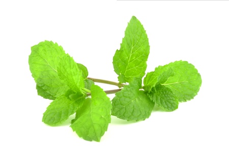 fresh mint leaf on white background 