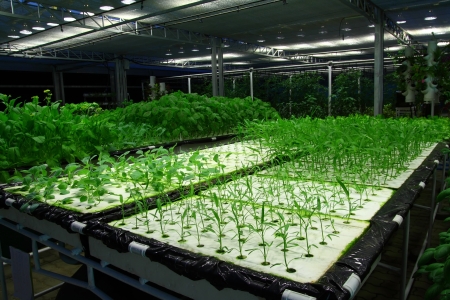 Organic hydroponic vegetable farm at Chiangmai, Thailand の写真素材