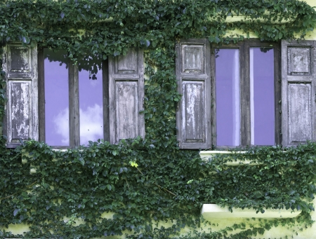 vintage window with green leaf covered wallの写真素材