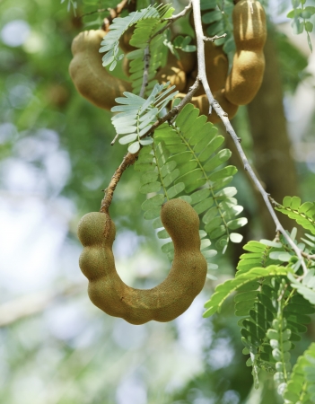 Tamarind tree in organic farm