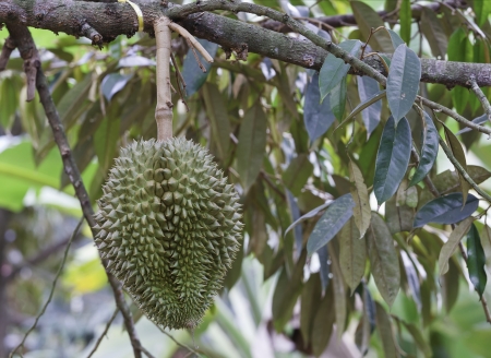 Durian on tree in the garden, Thailand. Durian is king of fruit.