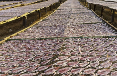Dried squid at the fishing village Thailandの写真素材