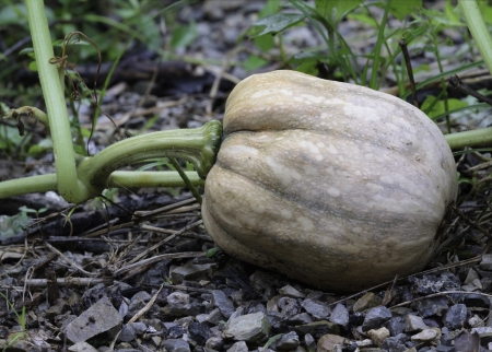 fresh organic pumpkin growing vine の写真素材