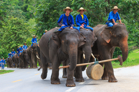 Lampang, Thailand July,2016: Daily elephant show at The Thai Elephant Conservation Center, July,2016 in Lampang, Thailand.のeditorial素材