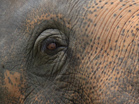 closeup shot of elephant eye.の写真素材