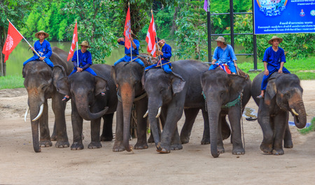 Lampang, Thailand July,2016: Daily elephant show at The Thai Elephant Conservation Center, July,2016 in Lampang, Thailand.のeditorial素材
