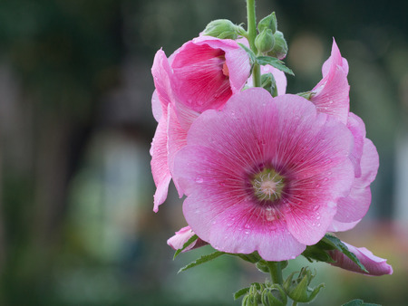 The pink hollyhock(Alcea rosea) are blooming.