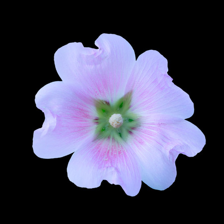 The pink hollyhock(Alcea rosea) are blooming isolated on black background  .の写真素材
