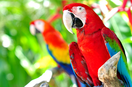 Parrot Bird