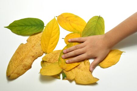 Hand on The Green and Yellow Leaves