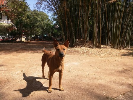 A stray dog stand on the ground in the urban areaの写真素材