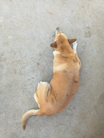 A stray dog sleeping on the cement floor. Top view.の写真素材