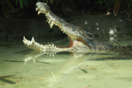 crocodile open mouth in water with reflectionの写真素材