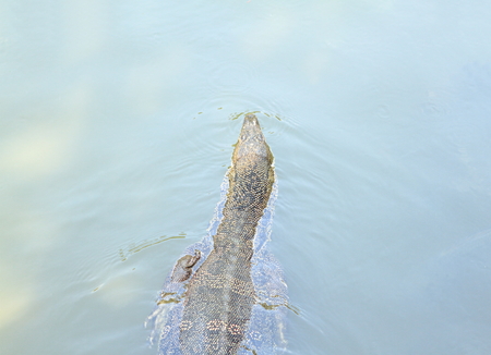 Lizard, Water monitor or Varanus Salvator float, swim on the water, top view