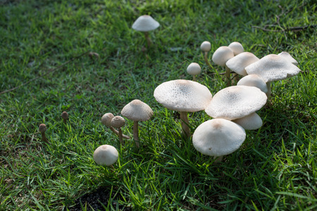 The group of Mushroom on the grass fieldの写真素材