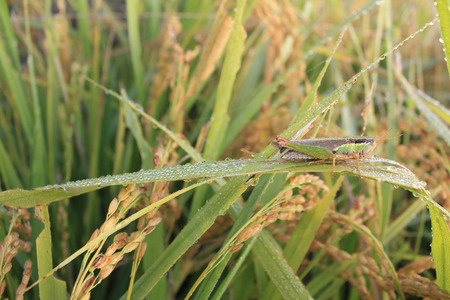 green grasshopper on paddy riceの写真素材