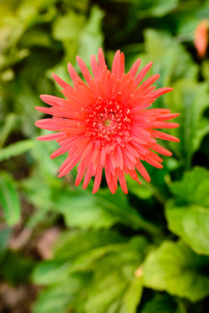 Gerbera flowers, red leaves, green leavesの写真素材