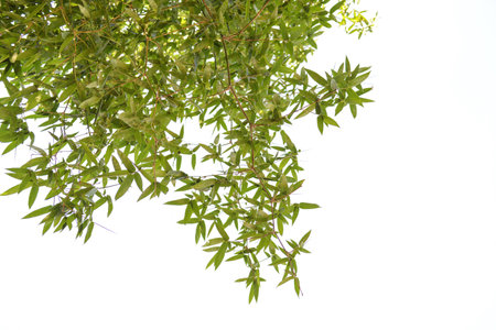 The tip of the bamboo leaves on a white background.の写真素材