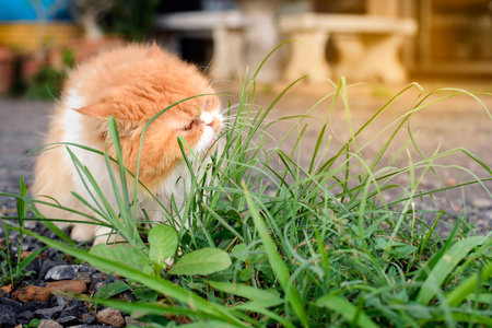 Cats eat grass, green の写真素材