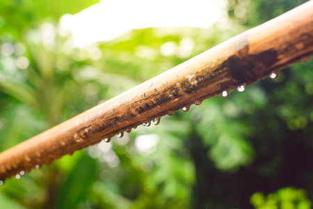 Bamboo is used for drying clothes, rain drops, green leaves from the leavesの写真素材