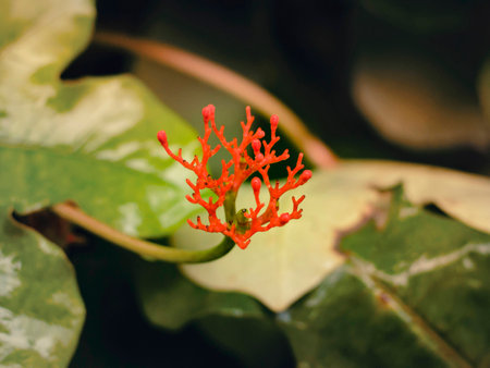 Crown of thorns plant,Rainy season