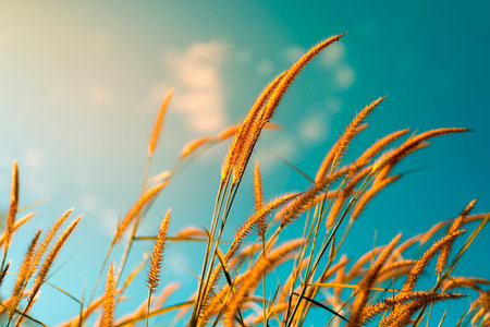 The wind blows grass in the bright winter sky.の写真素材