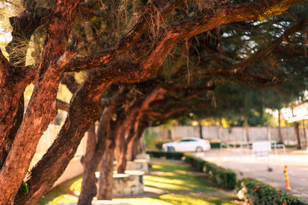 Big pines planted in parks.の写真素材