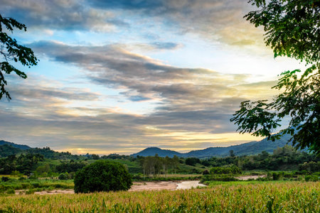 Beautiful view of the corn farm.の写真素材