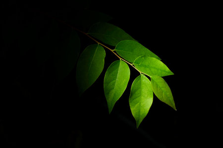 star gooseberry leafs isolated on black background.の写真素材