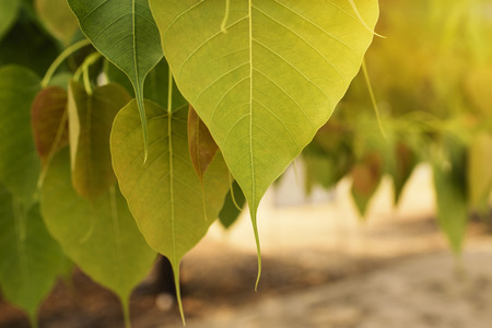 The leaves of the pho in the temple, warm tone.の写真素材