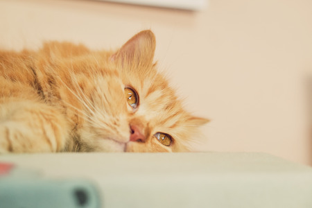 Persian cat, sleeping mood.の写真素材