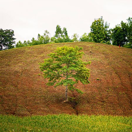 One tree on the hillの写真素材