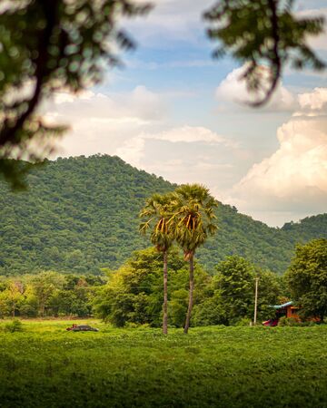 A palm tree with a distinctive middle of the farm.の写真素材