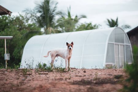 Dog pretending to be standing
