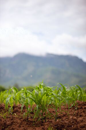 Growing corn fields in Thailandの写真素材