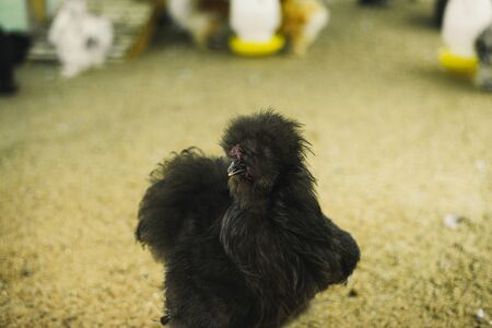 Silky chicken is black in the house.の写真素材
