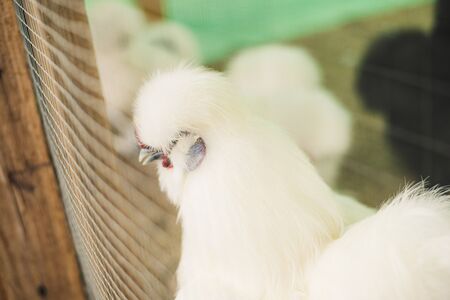 Silky white chicken in the houseの写真素材