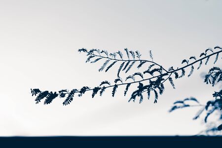 The color of the leaves that represents silenceの写真素材