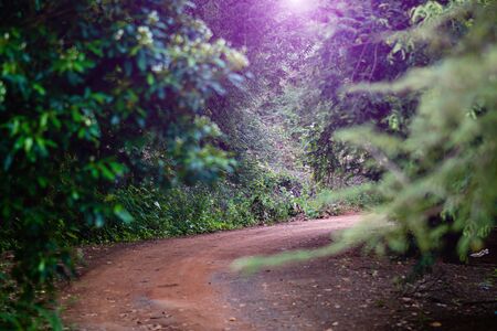 The path covered by forest on both sidesの写真素材