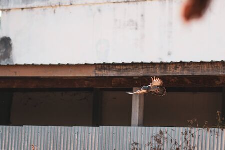 Dove, winged dart flying from the roofの写真素材