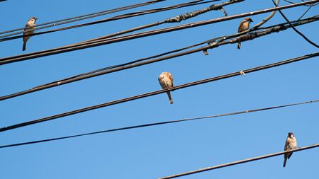 Birds, many of the islands on the power line