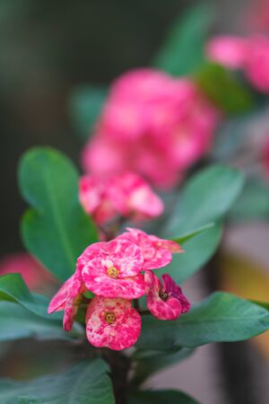 Pink flowers on the front of the houseの写真素材