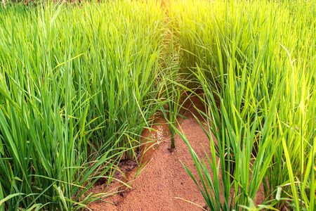 The green rice seedlings in the plot taken at low angle were lit by the sun.の写真素材