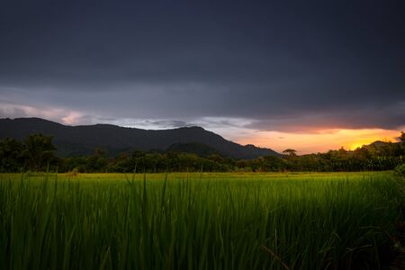 Rice seedling plots with cloudy rain approaching