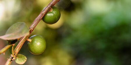 Lemon in the garden, green background, can be used as a good background image