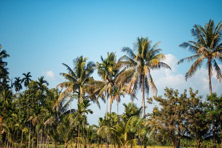 Coconut trees arranged in the middle of the rice field background skyの写真素材