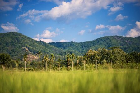The group of betel trees are arranged in rows along the mountain range.の写真素材