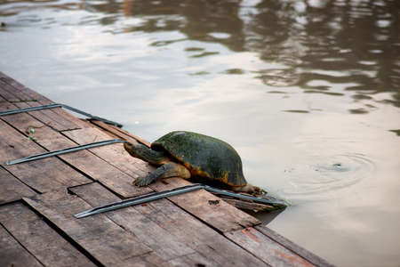 A very large turtle, many years old, rising out of the water.の写真素材